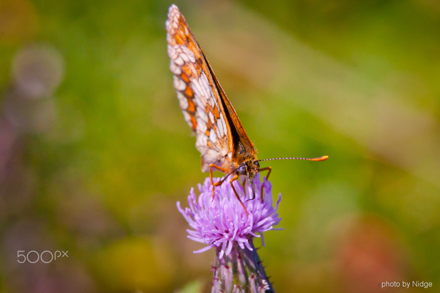 Canon EOS-1Ds Mark II sample photo. Walk along the edge of the meadow photography