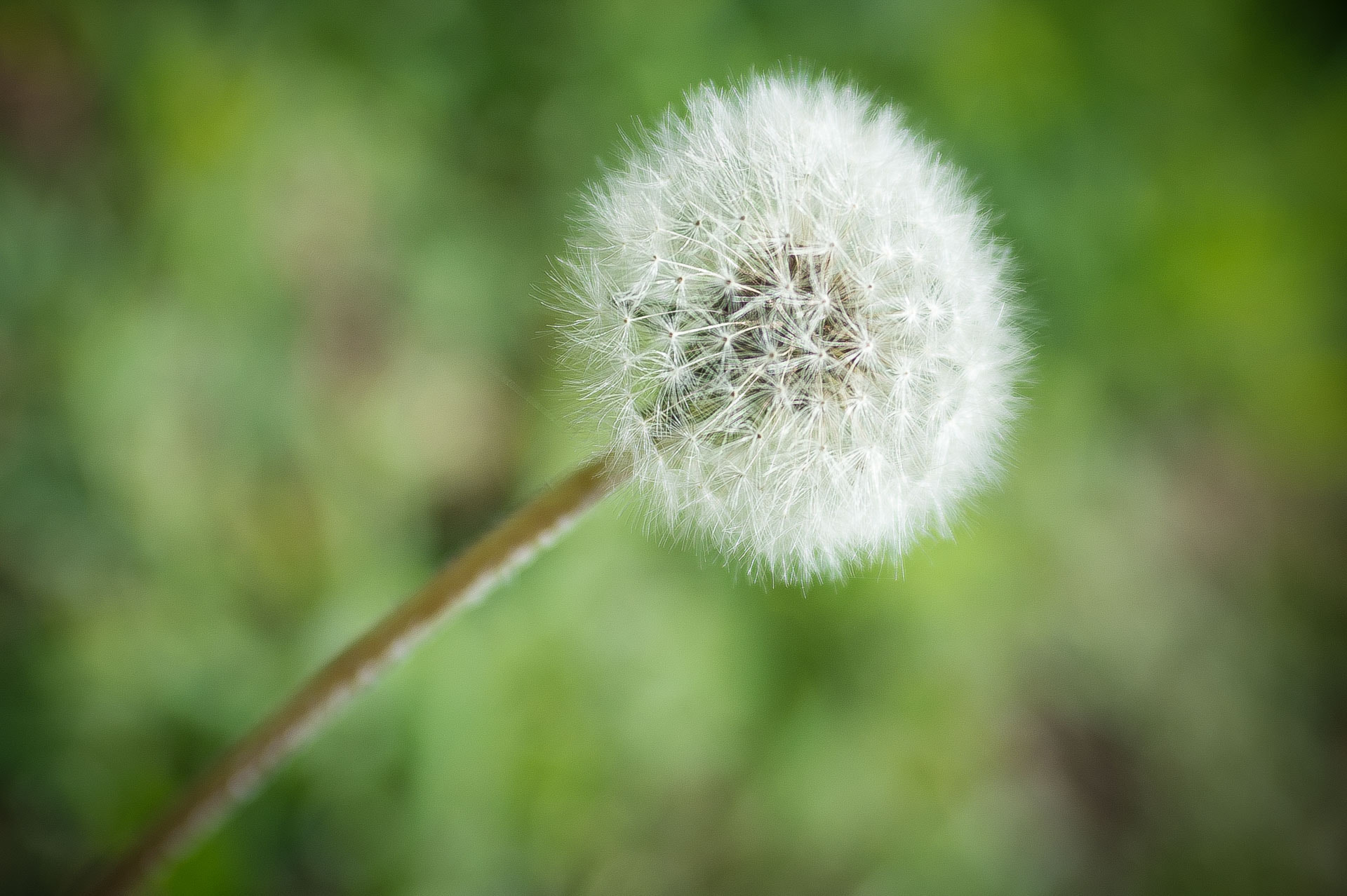 Nikon Df + AF Zoom-Nikkor 35-70mm f/2.8D sample photo. Flower photography
