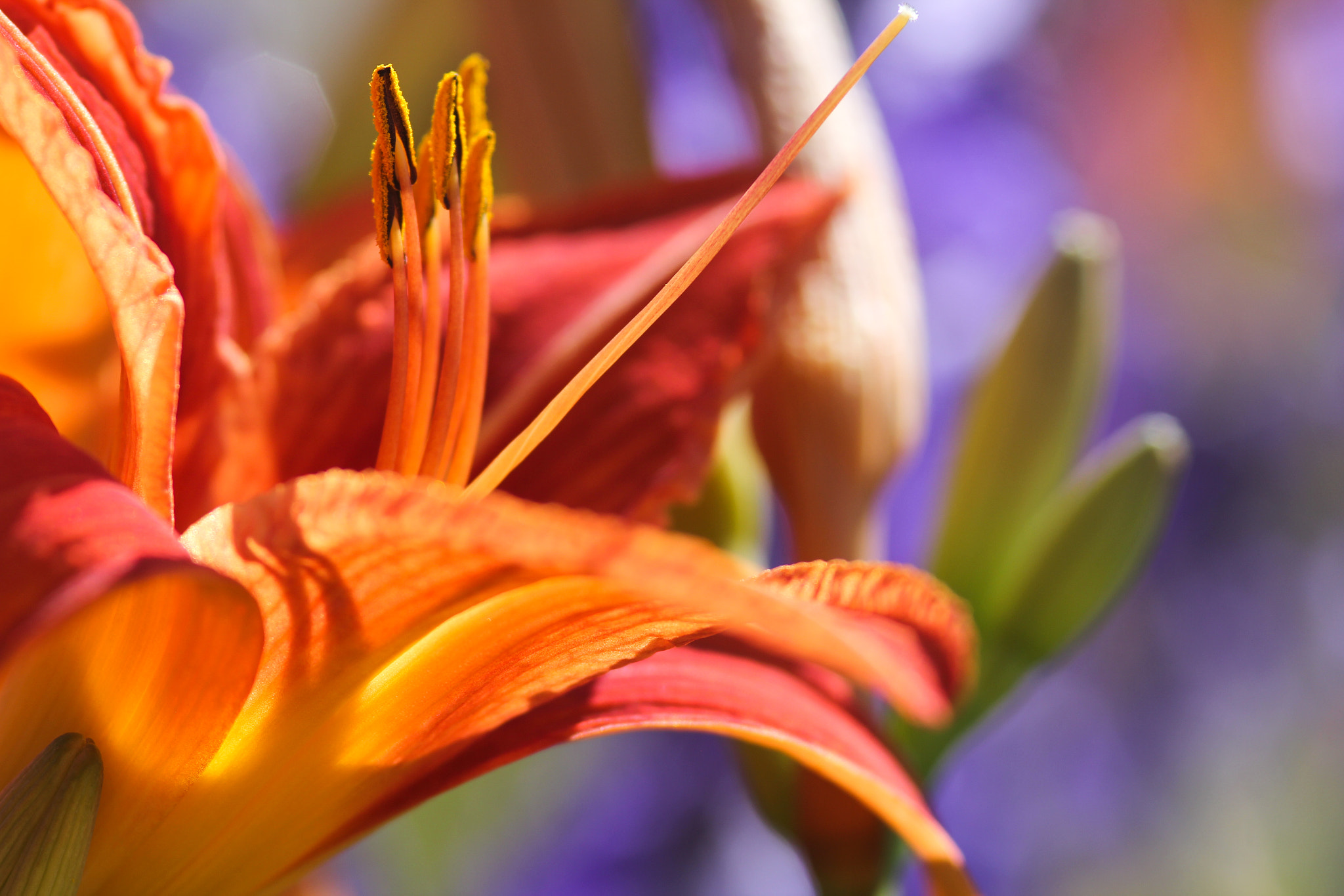 Canon EOS 60D + Sigma 105mm F2.8 EX DG Macro sample photo. Flashy - éclatant photography