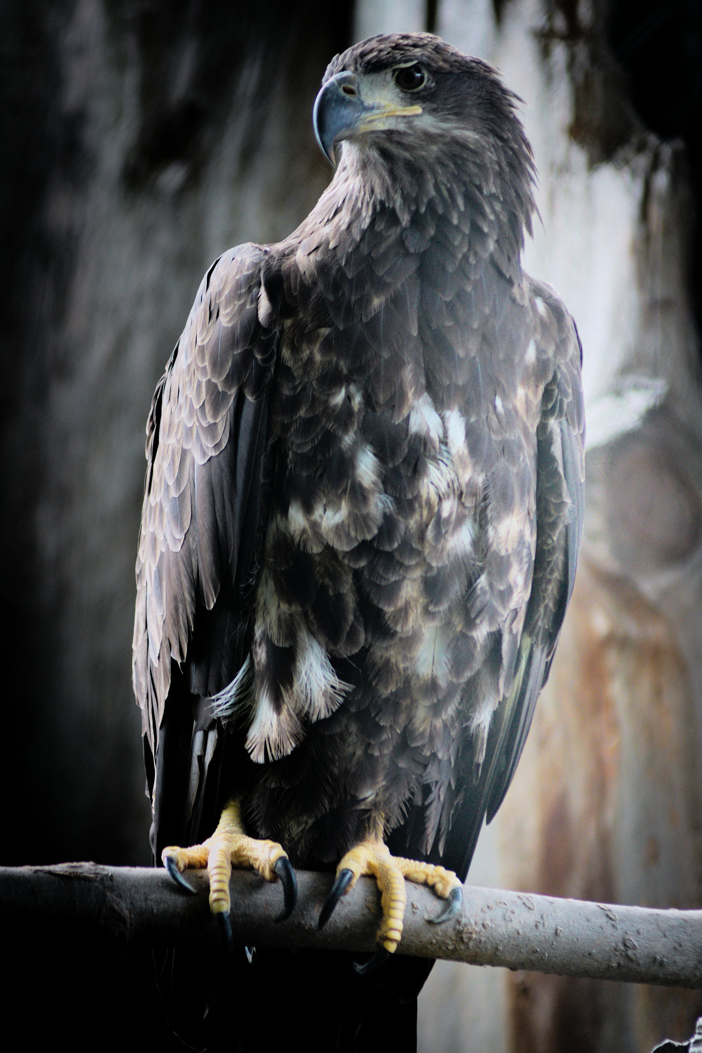 AF Zoom-Nikkor 80-200mm f/2.8 ED sample photo. The eagle photography