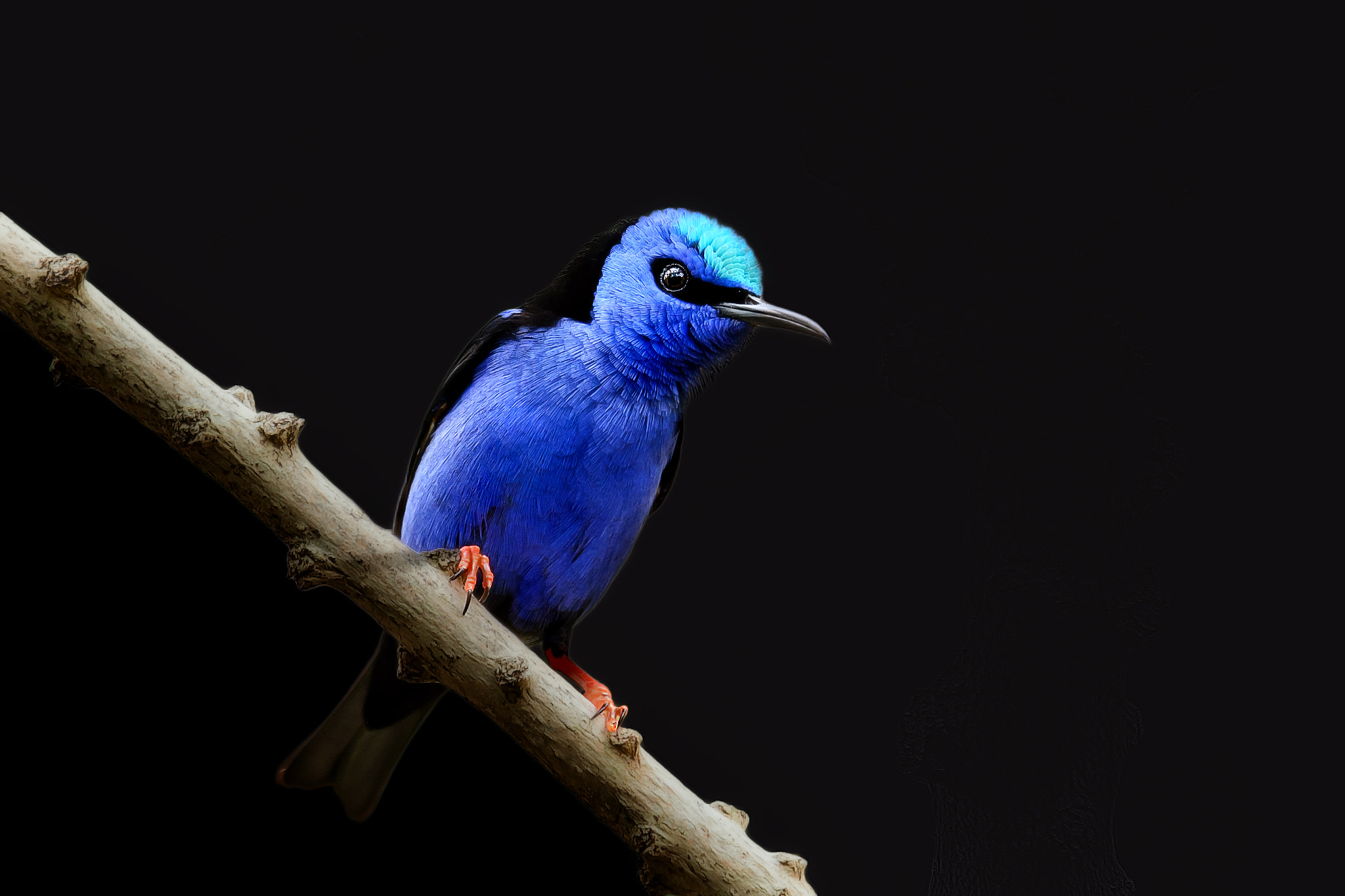 Tamron SP 70-200mm F2.8 Di VC USD sample photo. Honeycreeper photography