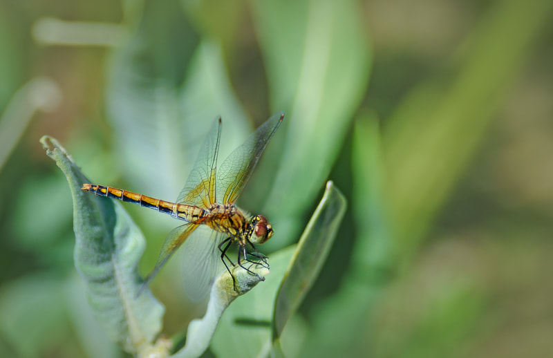 AF Zoom-Nikkor 28-105mm f/3.5-4.5D IF sample photo. Dragon fly photography