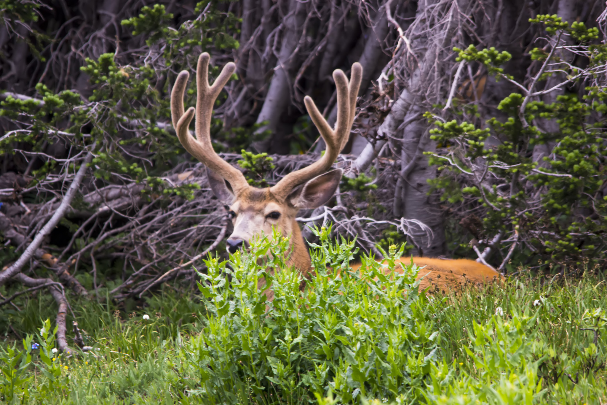 Sony SLT-A77 + Sigma 150-500mm F5-6.3 DG OS HSM sample photo. Mule camo photography