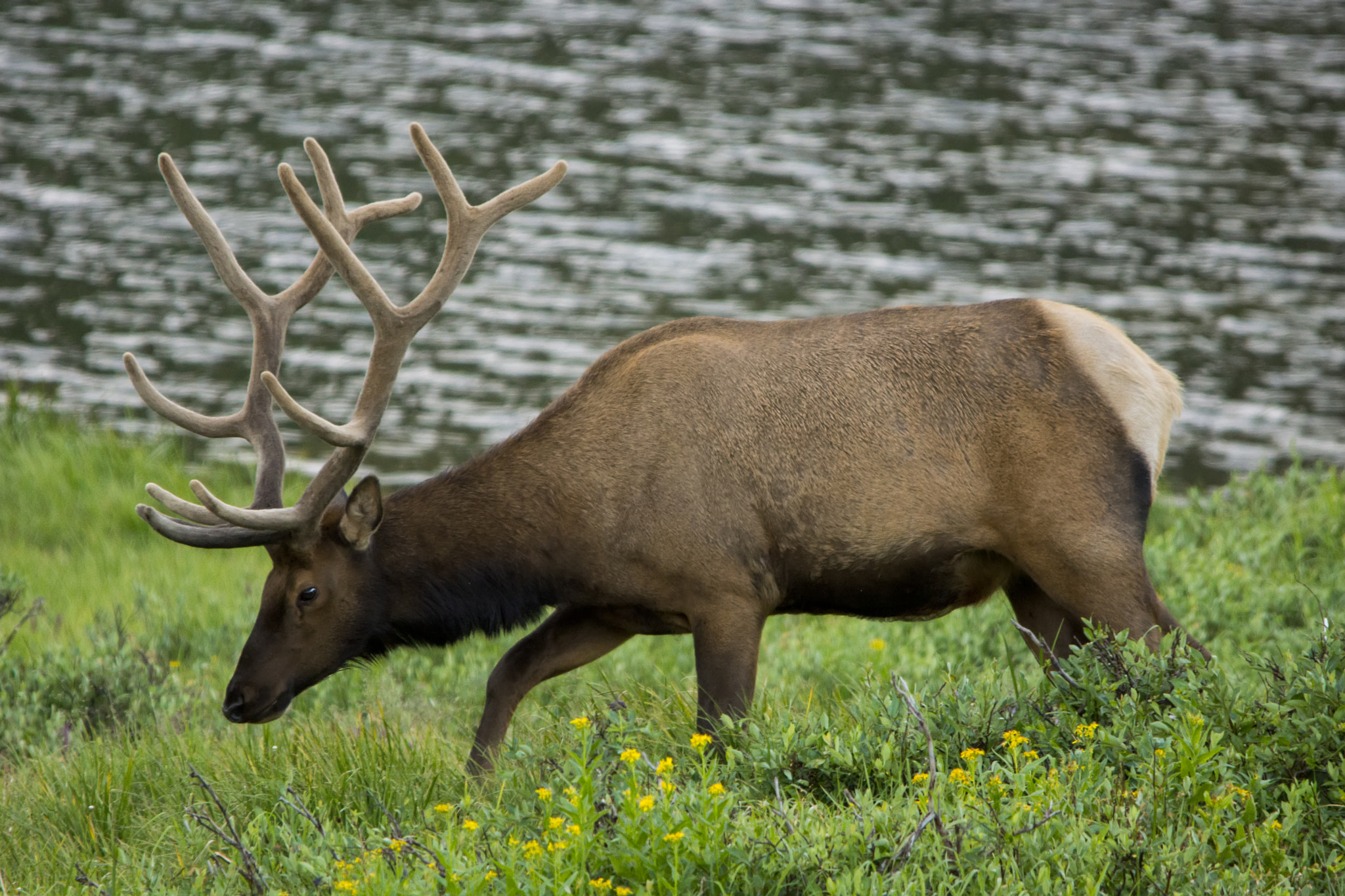 Sony SLT-A77 + Sigma 150-500mm F5-6.3 DG OS HSM sample photo. Waterfront elk photography