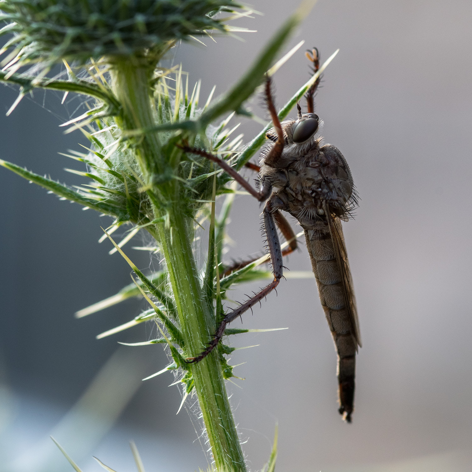 Pentax K-1 + Sigma sample photo. Baby dragon fly sitting on a thistle photography