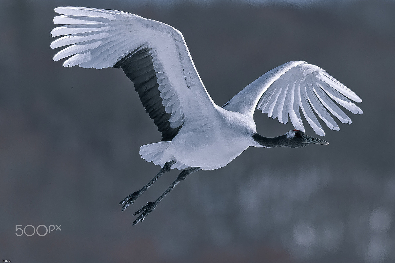 Nikon AF-S Nikkor 400mm F2.8G ED VR II sample photo. Tantyou photography
