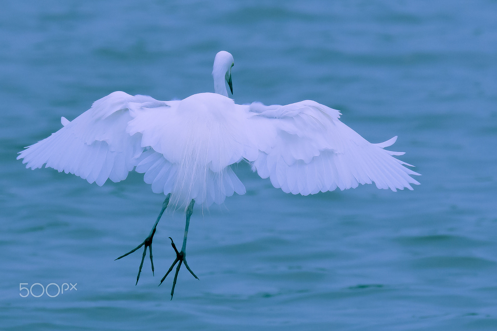 Nikon AF-S Nikkor 400mm F2.8G ED VR II sample photo. Sagi photography