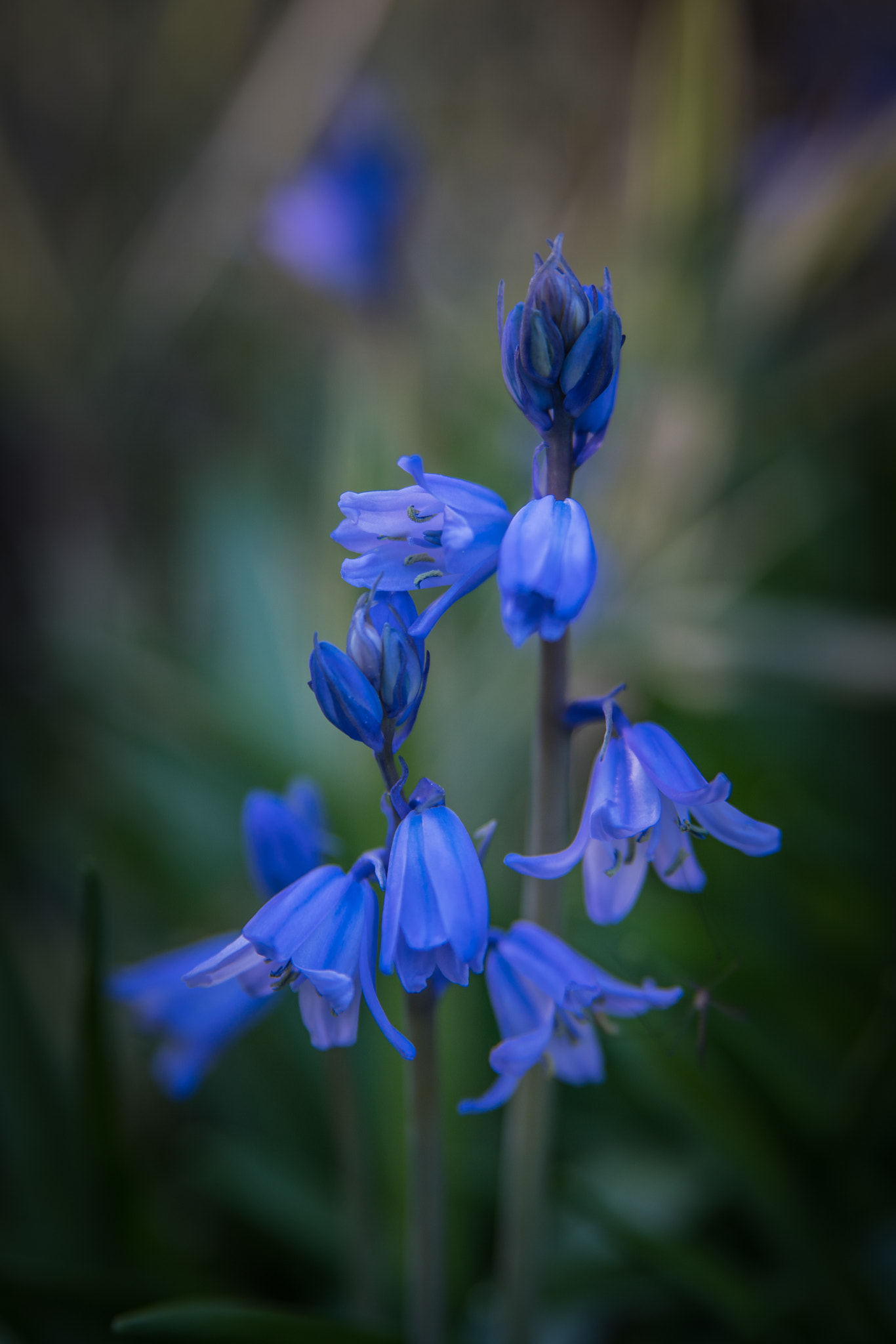 Sony a7R II + Tamron AF 28-75mm F2.8 XR Di LD Aspherical (IF) sample photo. Blue bells photography