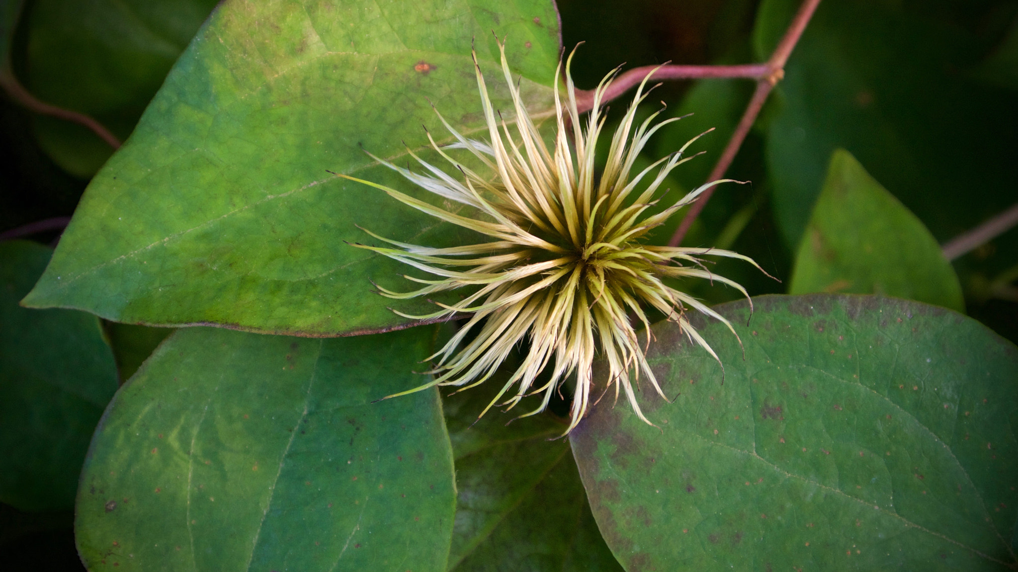 Nikon 1 J2 sample photo. Clematis - after the petals are gone photography