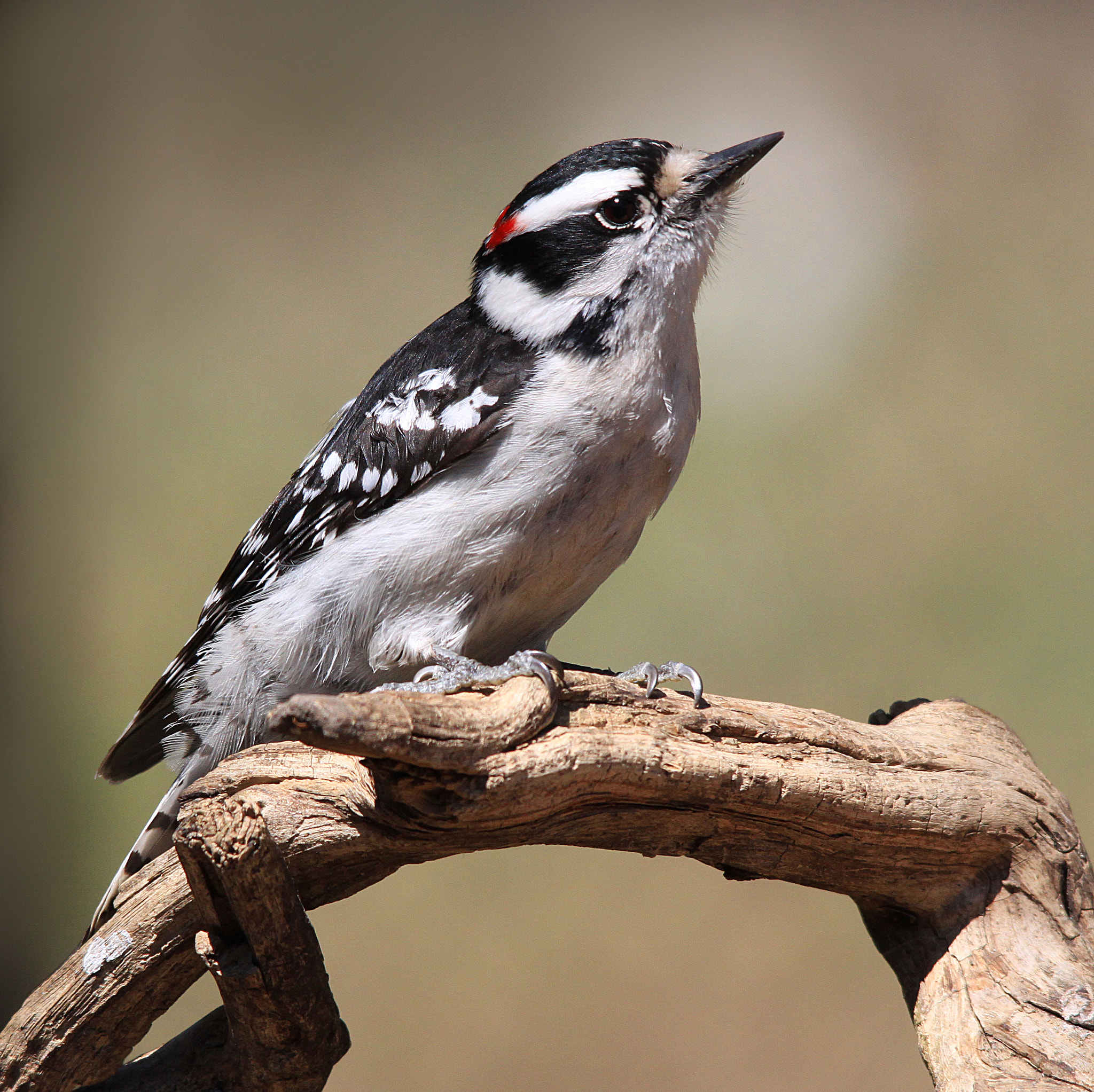 Sigma 150-500mm F5-6.3 DG OS HSM sample photo. Downy woodpecker photography