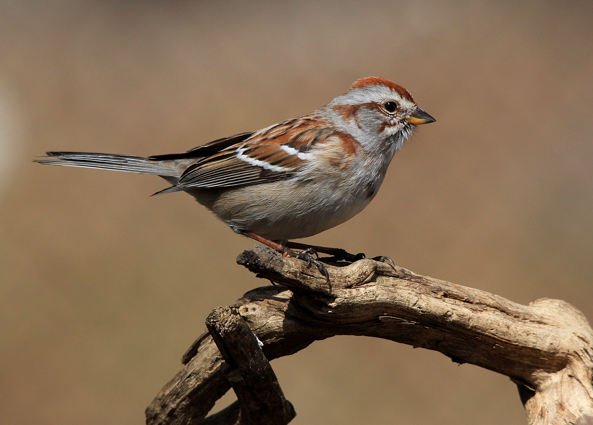 Sigma 150-500mm F5-6.3 DG OS HSM sample photo. Sparrow on branch photography