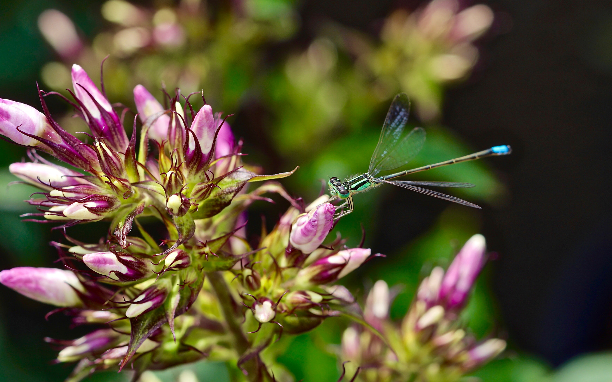 Sony a7R II + Sony FE 90mm F2.8 Macro G OSS sample photo. A green dragonfly photography