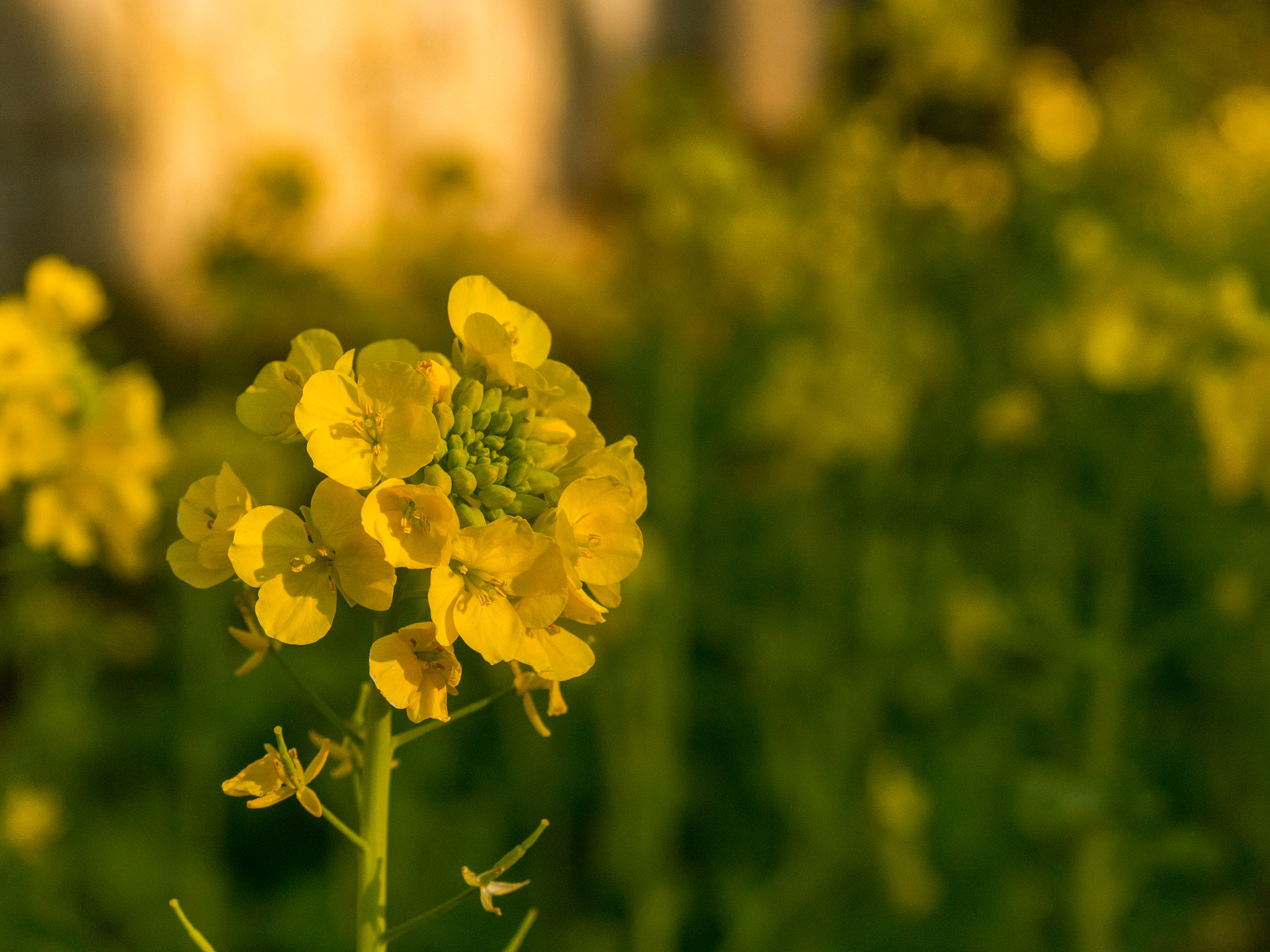 Panasonic Lumix DMC-GH3 sample photo. Field mustard photography