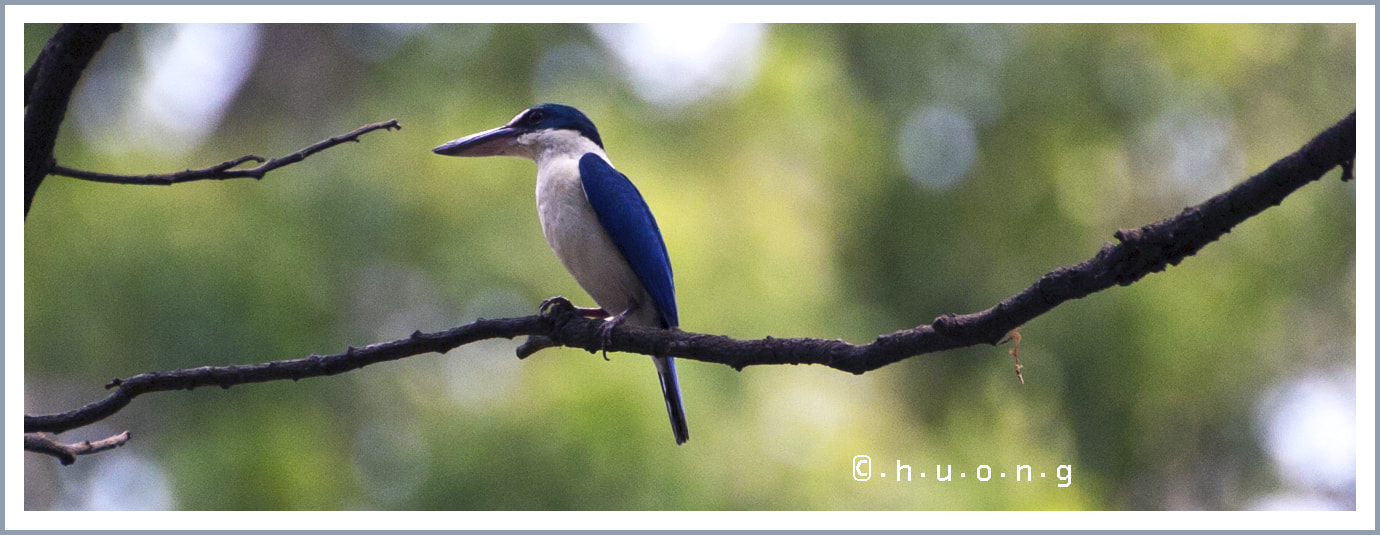 Nikon D2Hs + Tamron SP 70-300mm F4-5.6 Di VC USD sample photo. Kingfisher photography