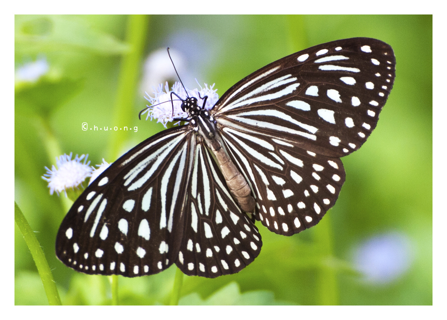 Nikon D2Hs + Tamron SP 70-300mm F4-5.6 Di VC USD sample photo. Butterfly photography