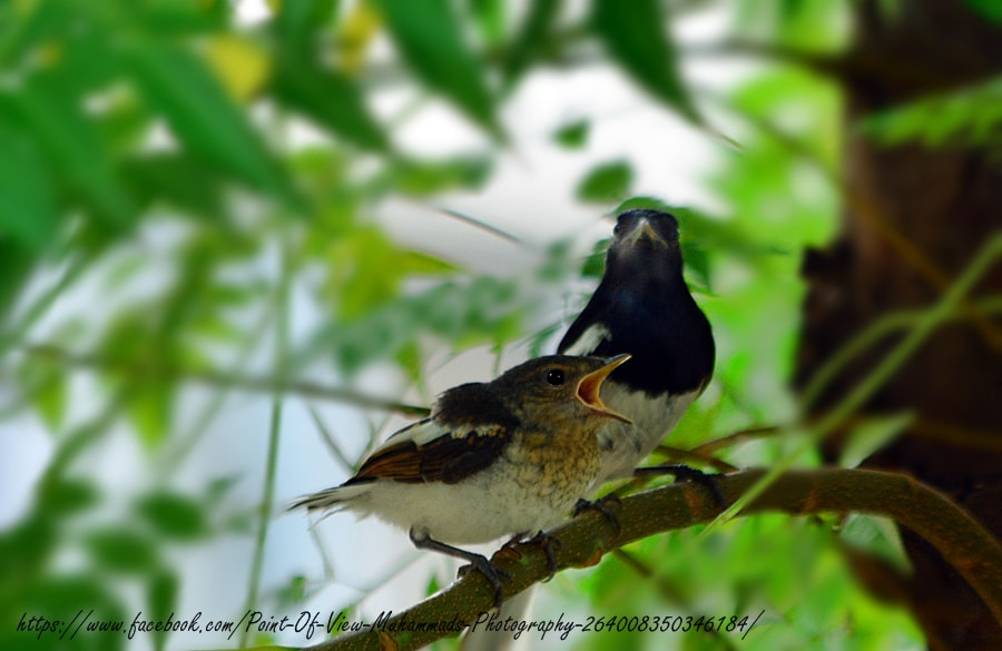 Sigma 18-200mm F3.5-6.3 DC OS HSM sample photo. Motherhood photography