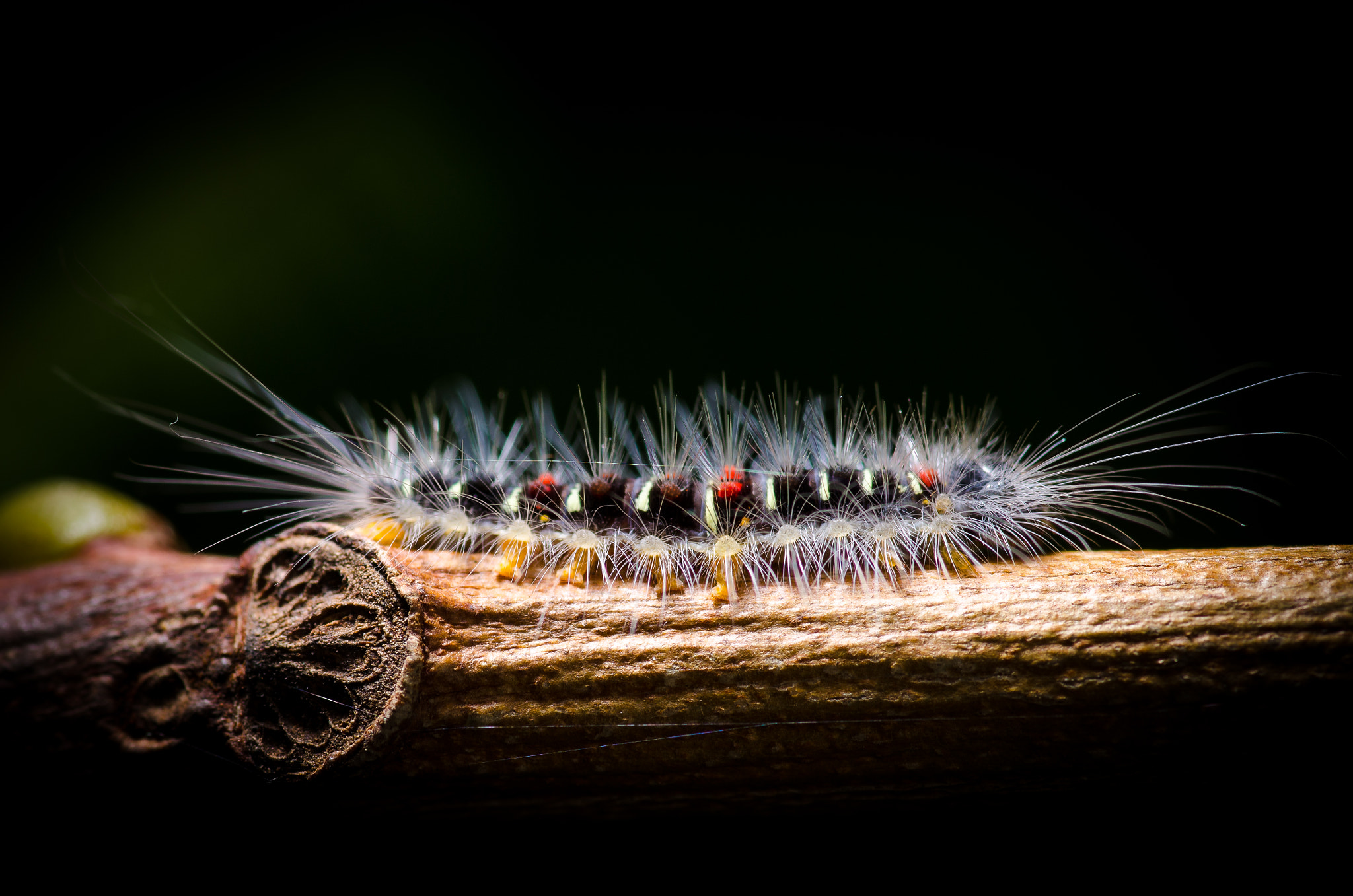 Nikon D7000 + Tokina AT-X Pro 100mm F2.8 Macro sample photo. Hairy photography