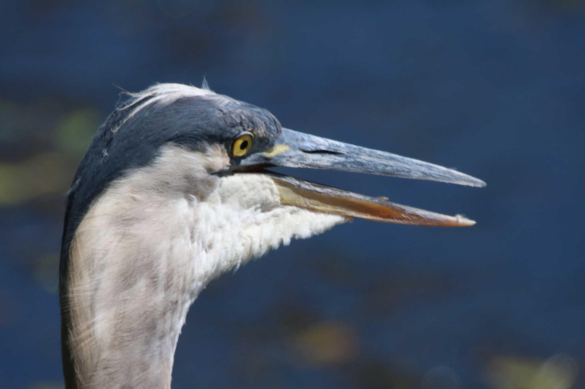 Canon EF 100-400mm F4.5-5.6L IS USM sample photo. Bust photography