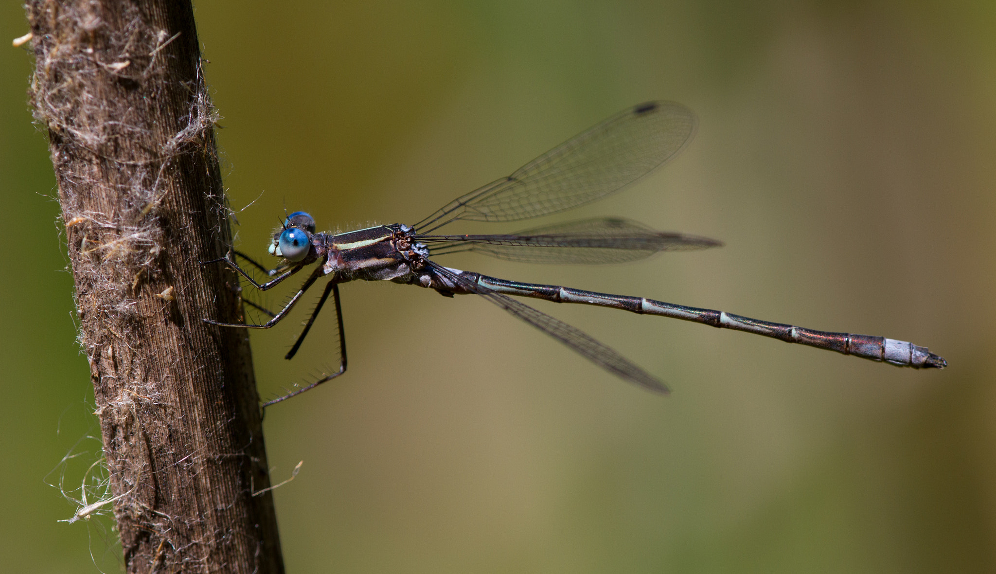Canon EF 180mm F3.5L Macro USM sample photo. Stumpy photography