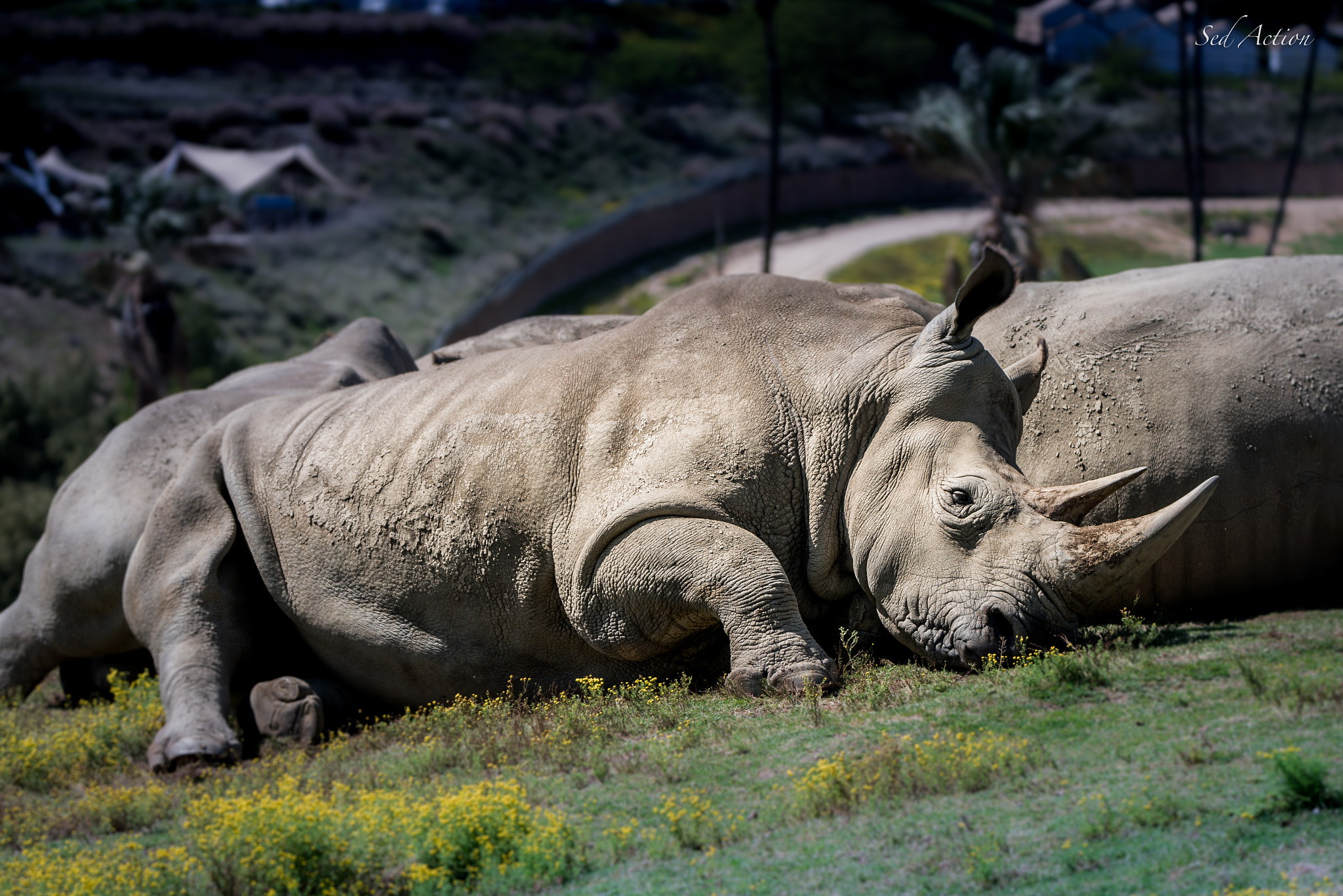 Sony a7R II + Tamron SP 150-600mm F5-6.3 Di VC USD sample photo. Sleep photography