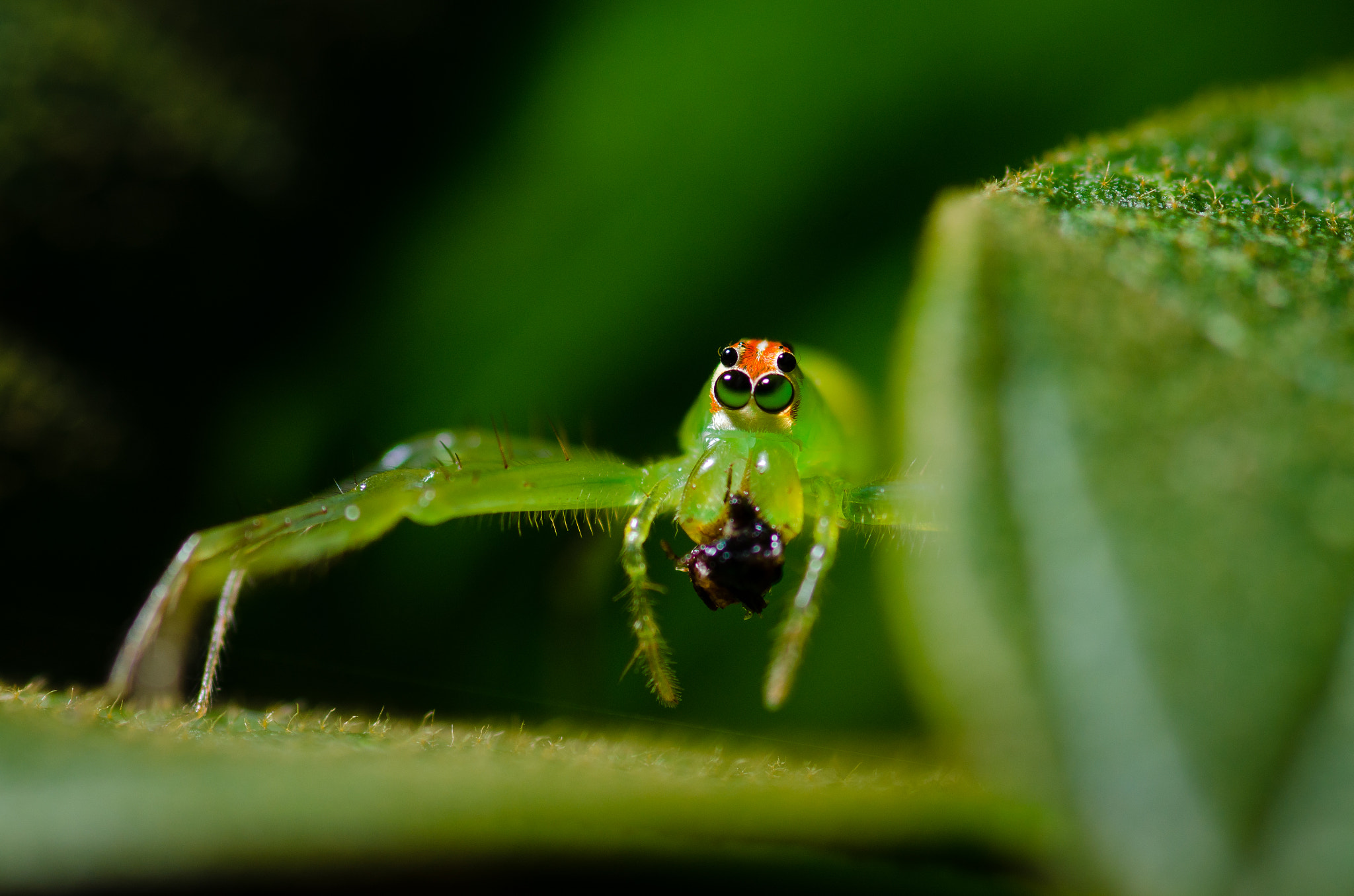 Nikon D7000 + Tokina AT-X Pro 100mm F2.8 Macro sample photo. Spider photography