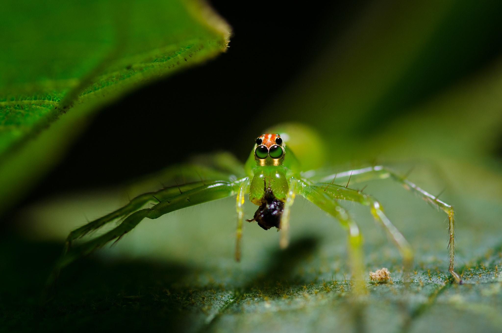 Nikon D7000 + Tokina AT-X Pro 100mm F2.8 Macro sample photo. Spider photography