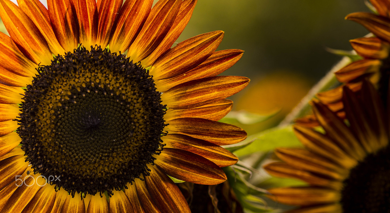 105mm F2.8 sample photo. Sunflowers 1 photography