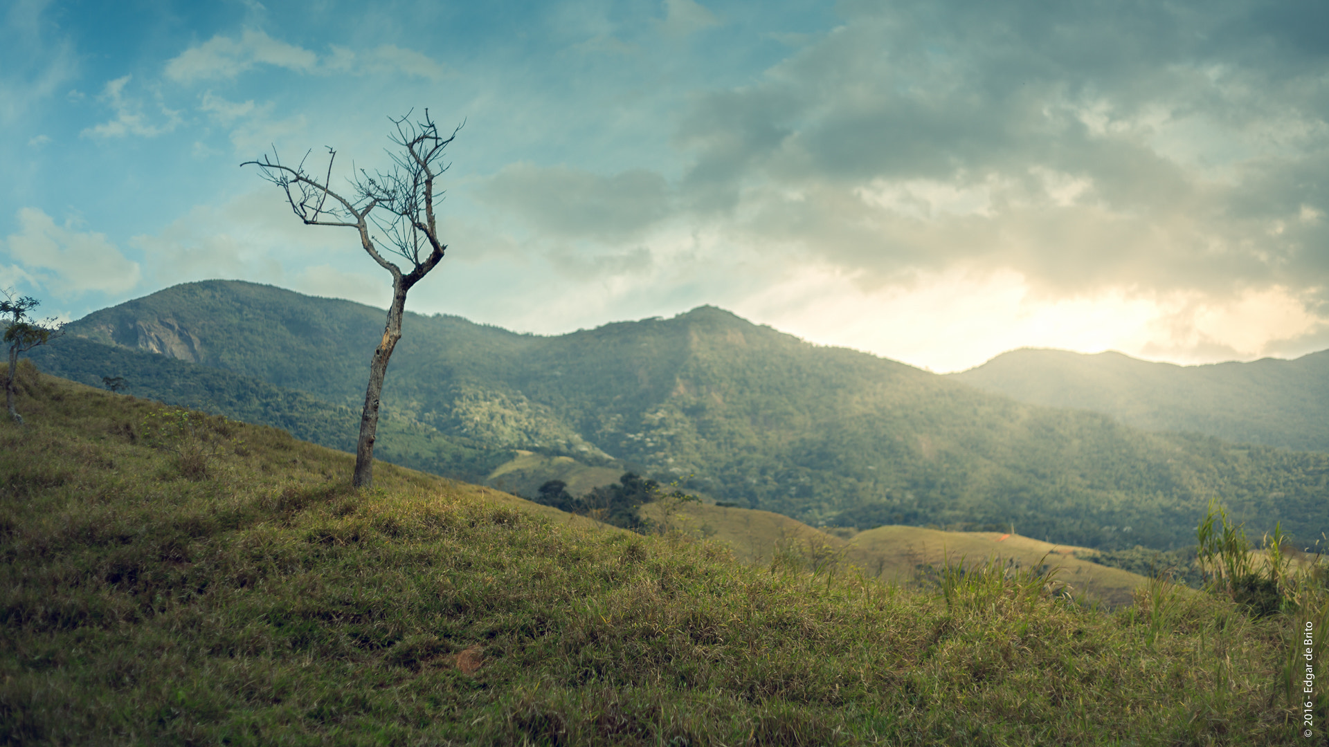 Canon EOS 5D Mark II + Canon EF 50mm F1.8 II sample photo. Magic tree photography