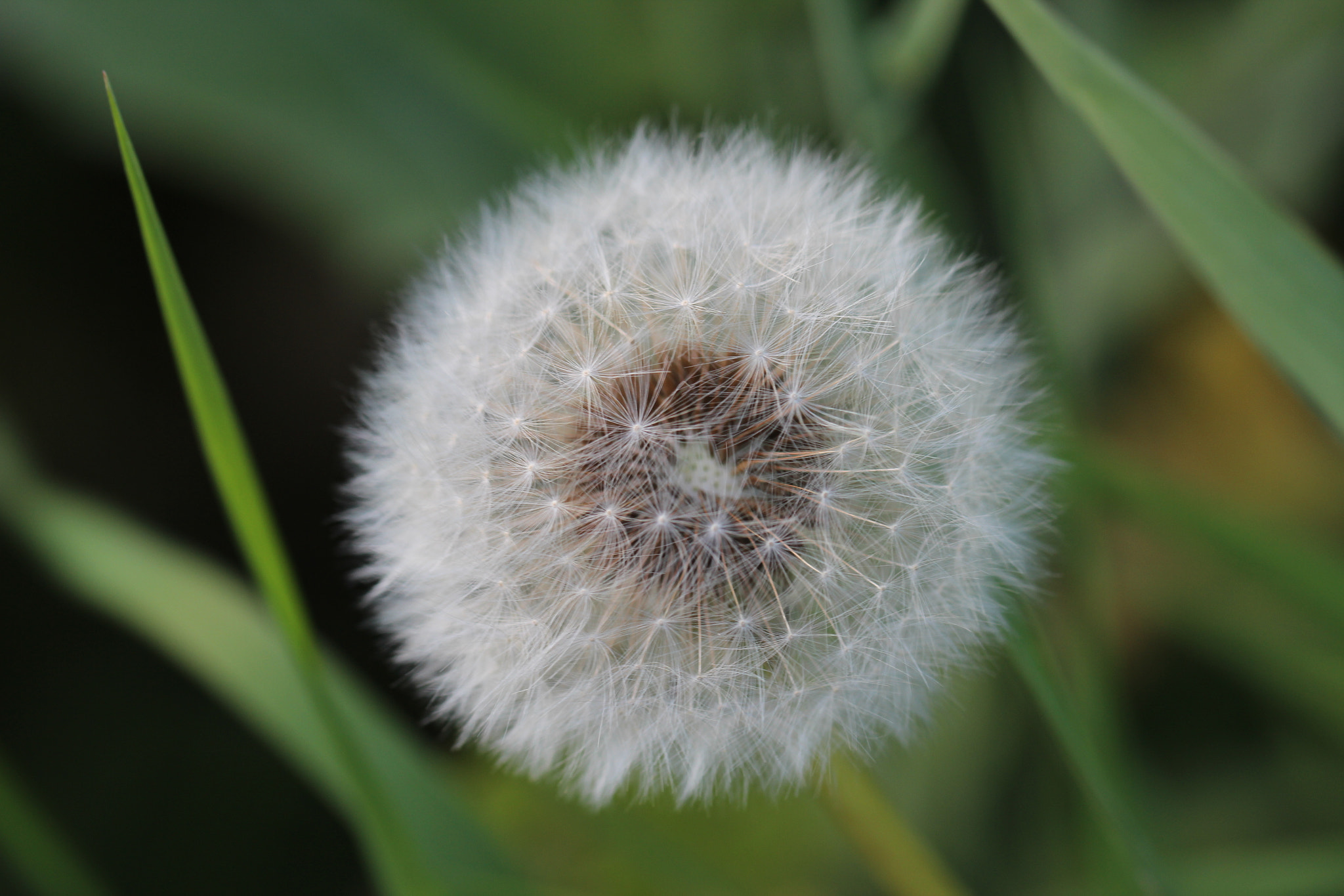 Canon EF 100mm F2.8L Macro IS USM sample photo. Waiting for the wind photography