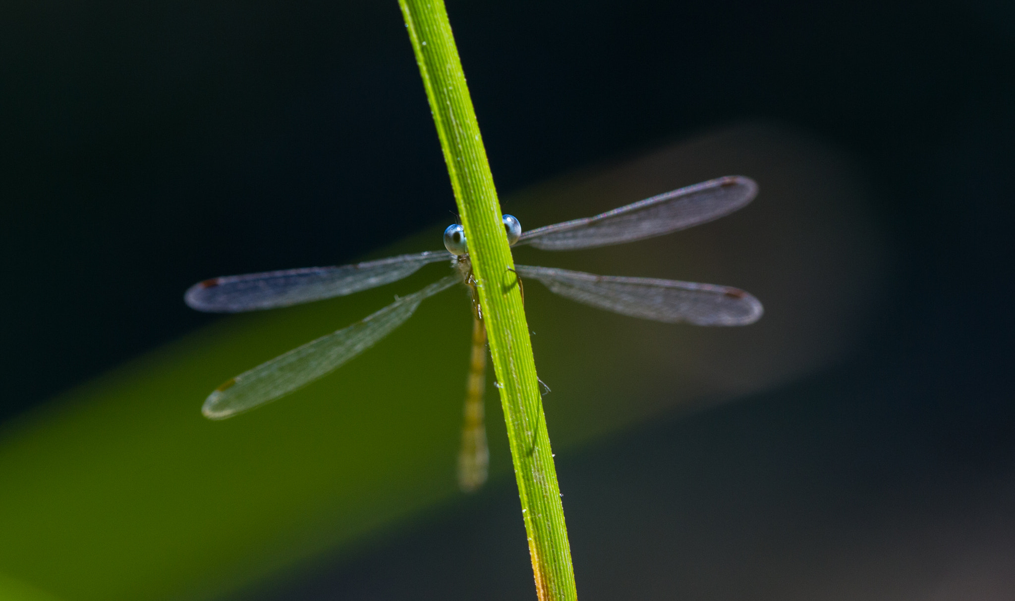Canon EF 180mm F3.5L Macro USM sample photo. Shy photography