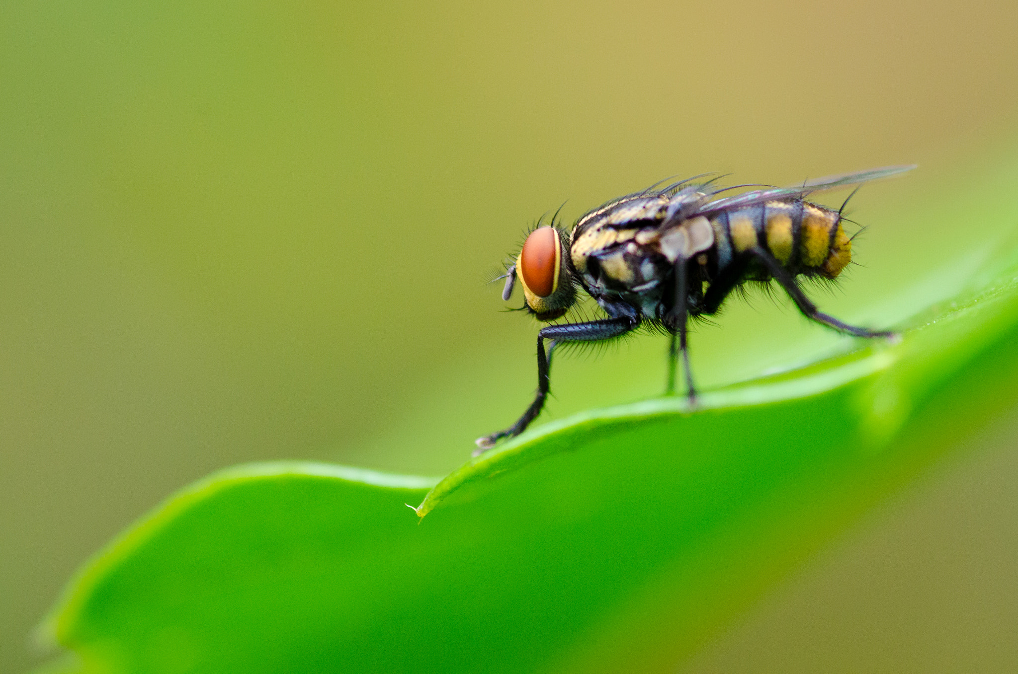 Nikon D7000 + Tokina AT-X Pro 100mm F2.8 Macro sample photo. Fly on leave photography
