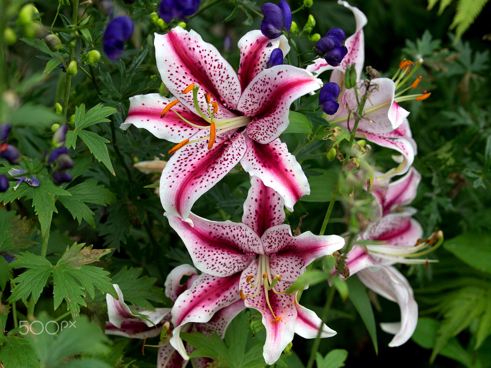 Olympus E-5 sample photo. Lilies from the garden photography