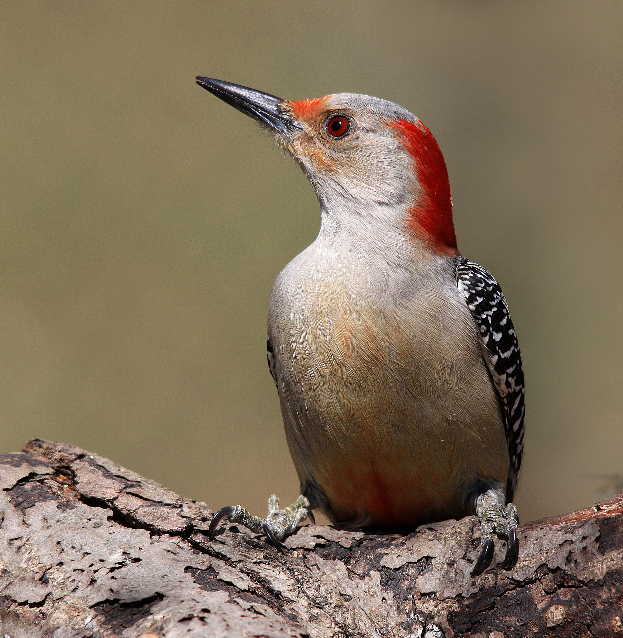Sigma 150-500mm F5-6.3 DG OS HSM sample photo. Red-bellied woodpecker photography