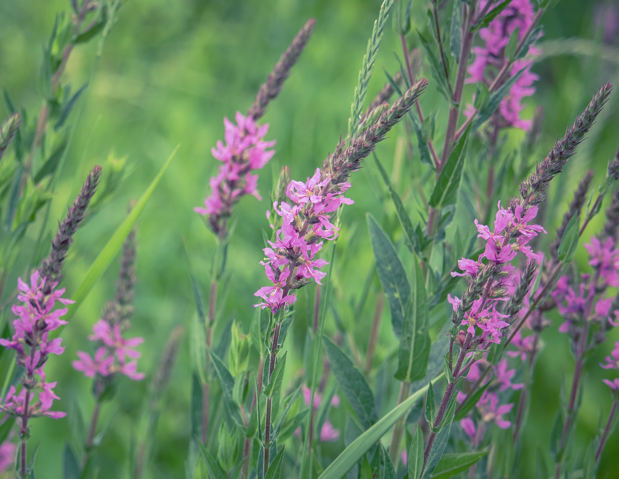 Canon EOS 760D (EOS Rebel T6s / EOS 8000D) sample photo. Weeds photography