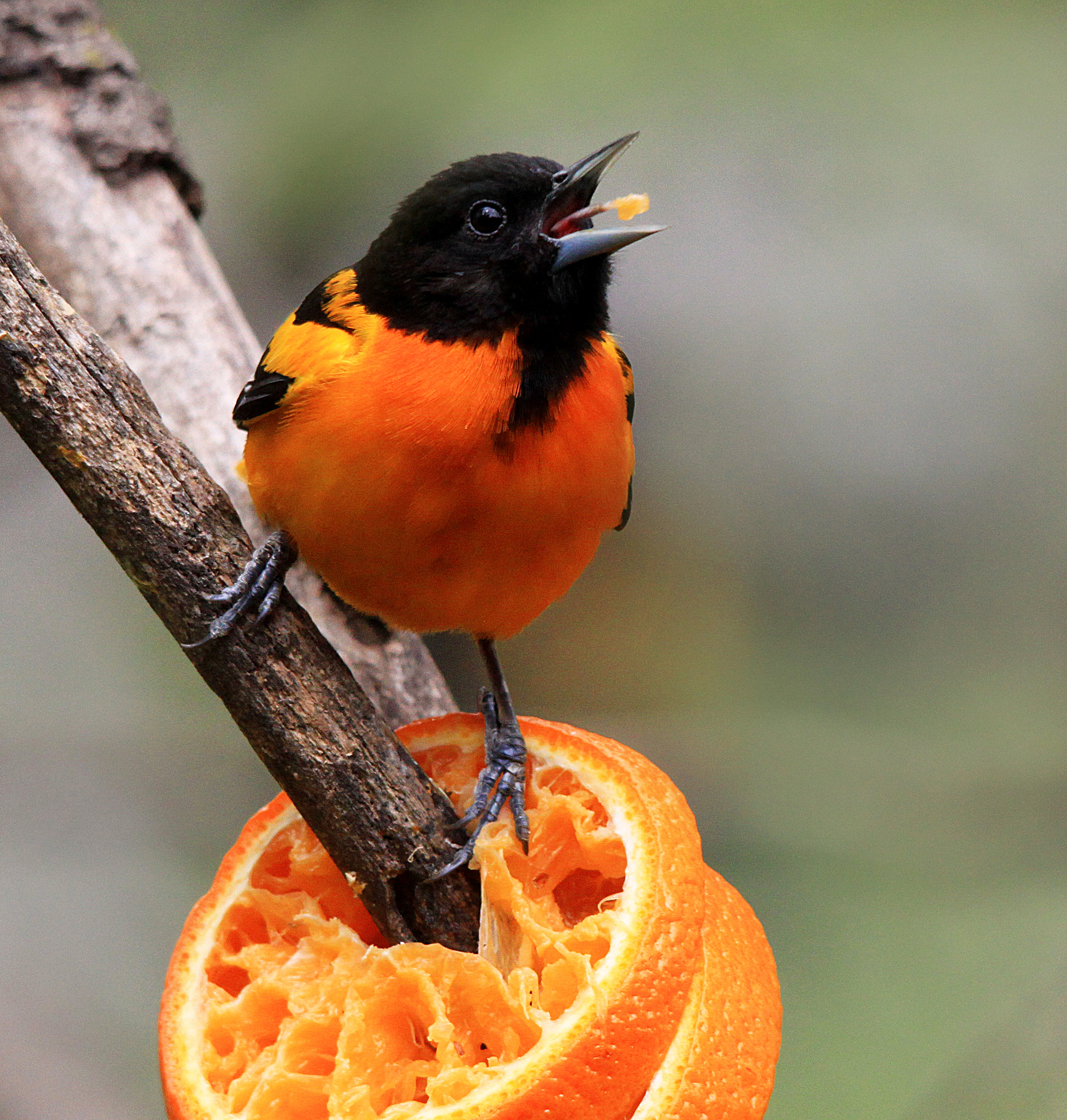Sigma 150-500mm F5-6.3 DG OS HSM sample photo. Oriole with orange photography