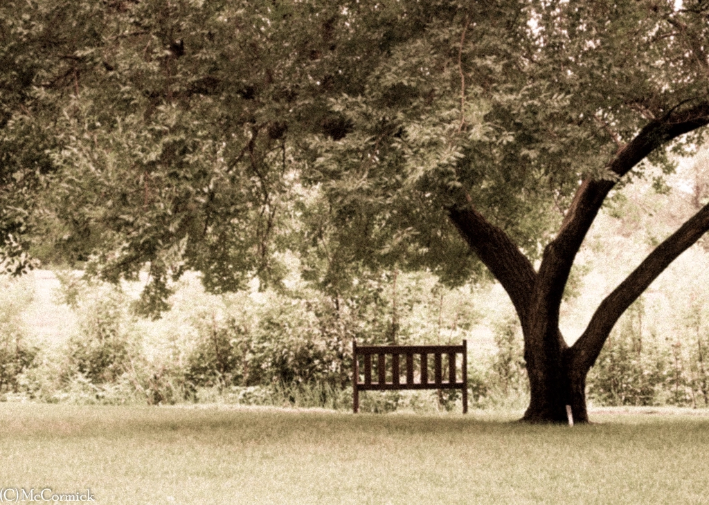 Olympus OM-D E-M1 sample photo. Empty bench photography