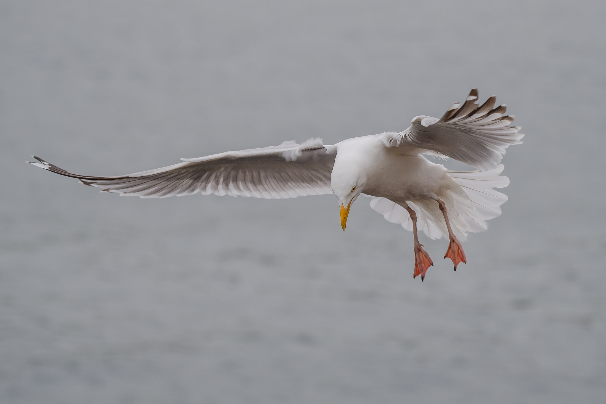 Nikon AF-S Nikkor 200-500mm F5.6E ED VR sample photo. Coming down photography