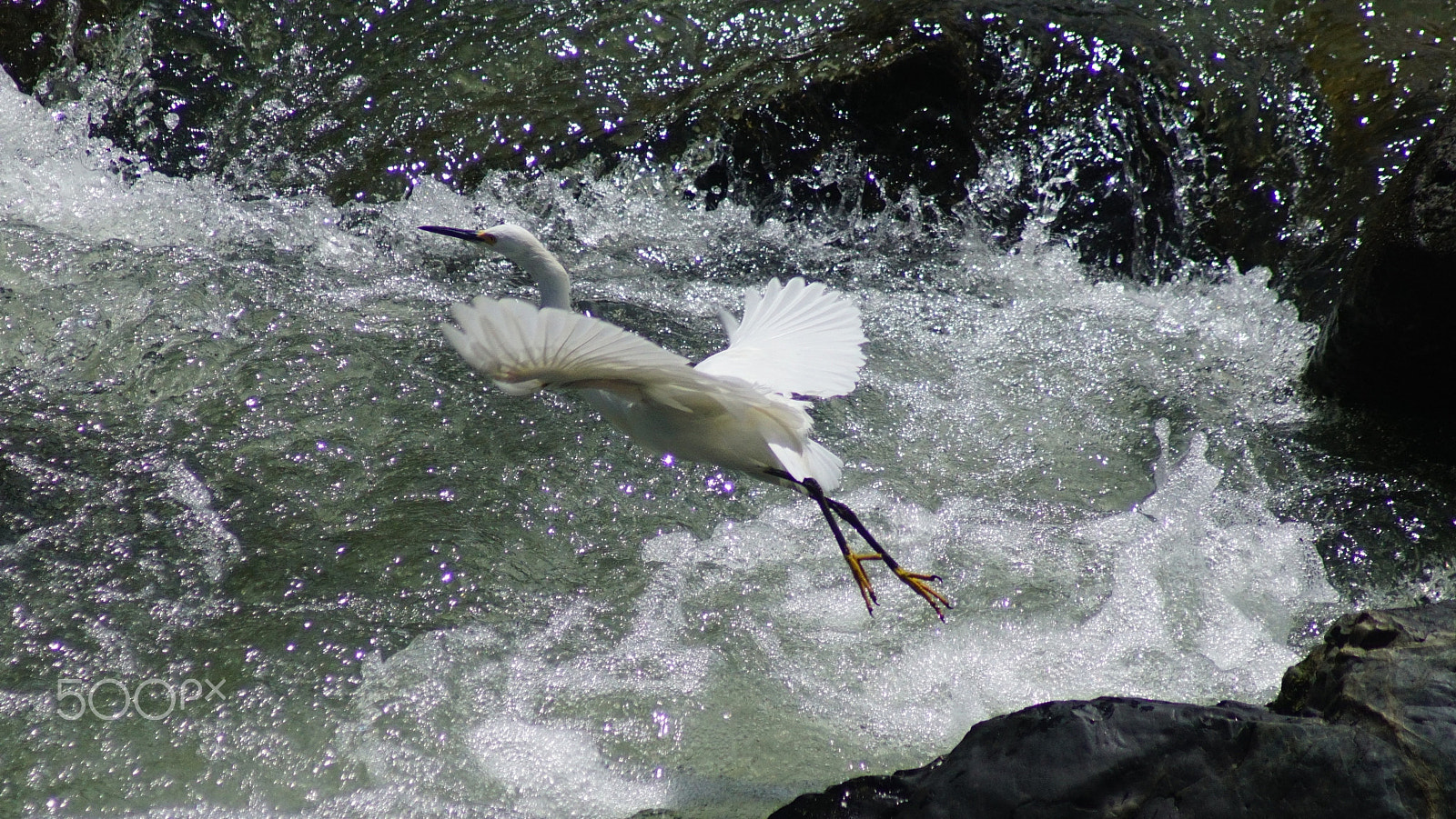 Sony 75-300mm F4.5-5.6 sample photo. Flight risk photography