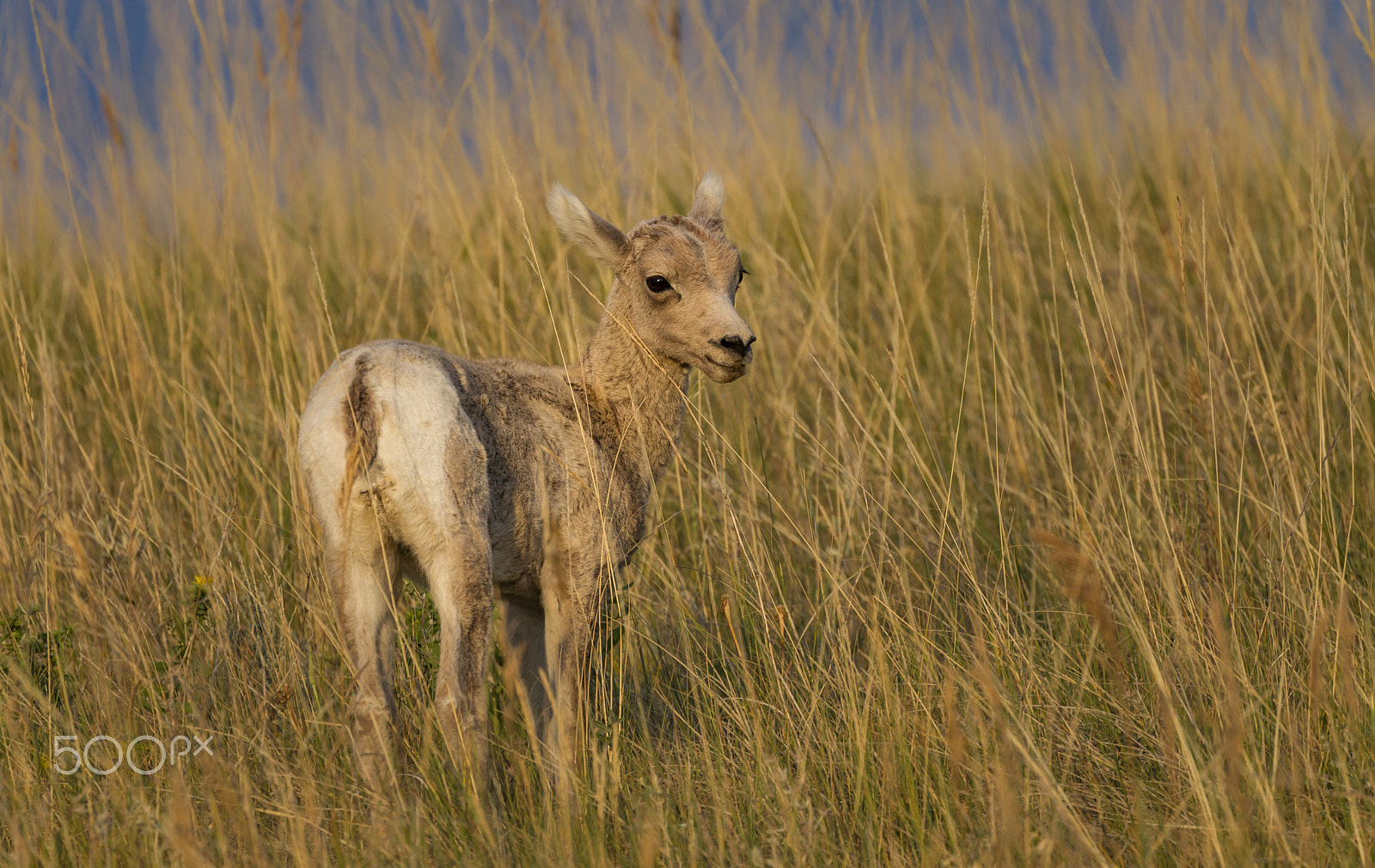 Canon EOS-1D Mark IV sample photo. The golden fleece photography