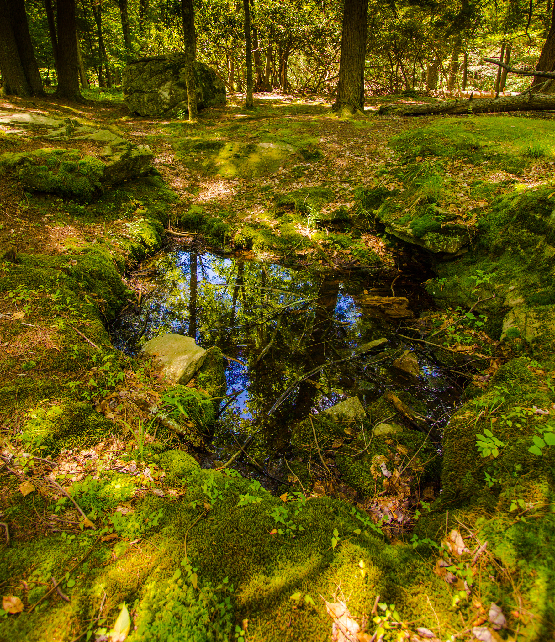 Canon EF-S 10-22mm F3.5-4.5 USM sample photo. Reflected in the forest floor photography