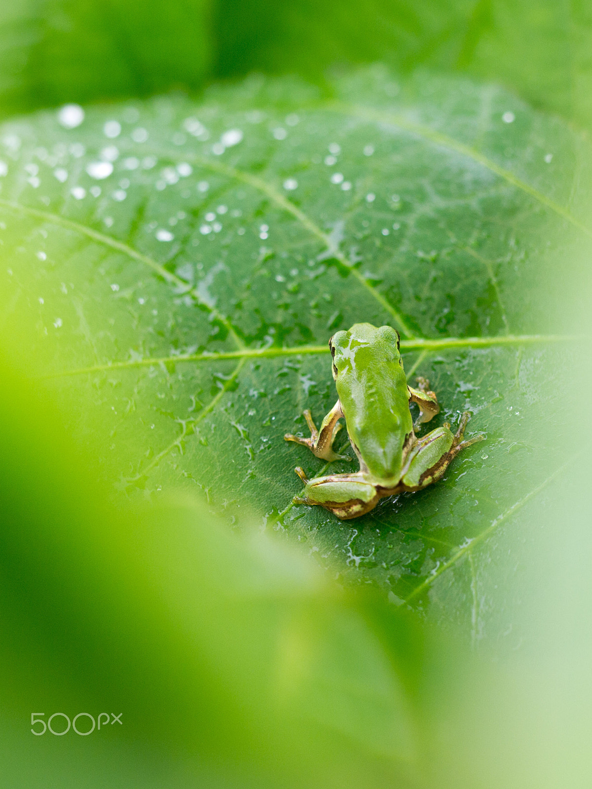 Olympus PEN E-PM1 sample photo. Frog photography