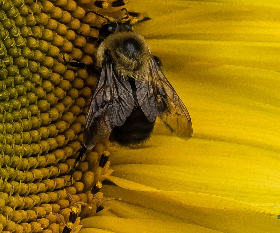 Sony SLT-A65 (SLT-A65V) + 105mm F2.8 sample photo. Subflower (of ) photography