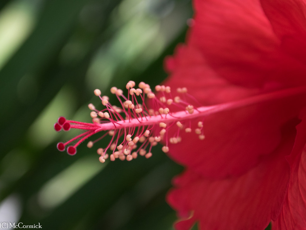 Olympus OM-D E-M1 sample photo. Red flower photography
