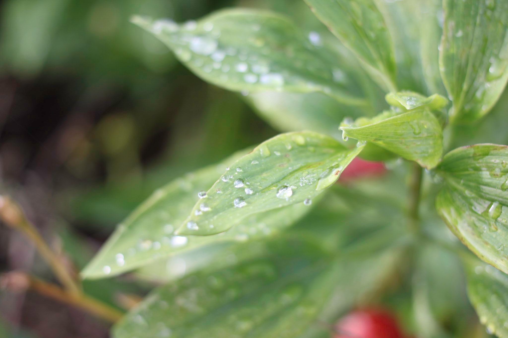Canon EF 40mm F2.8 STM sample photo. It's the little things that count photography