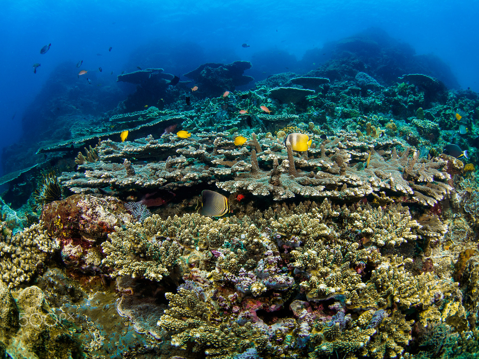 Olympus OM-D E-M5 + LUMIX G FISHEYE 8/F3.5 sample photo. Bountiful bali photography