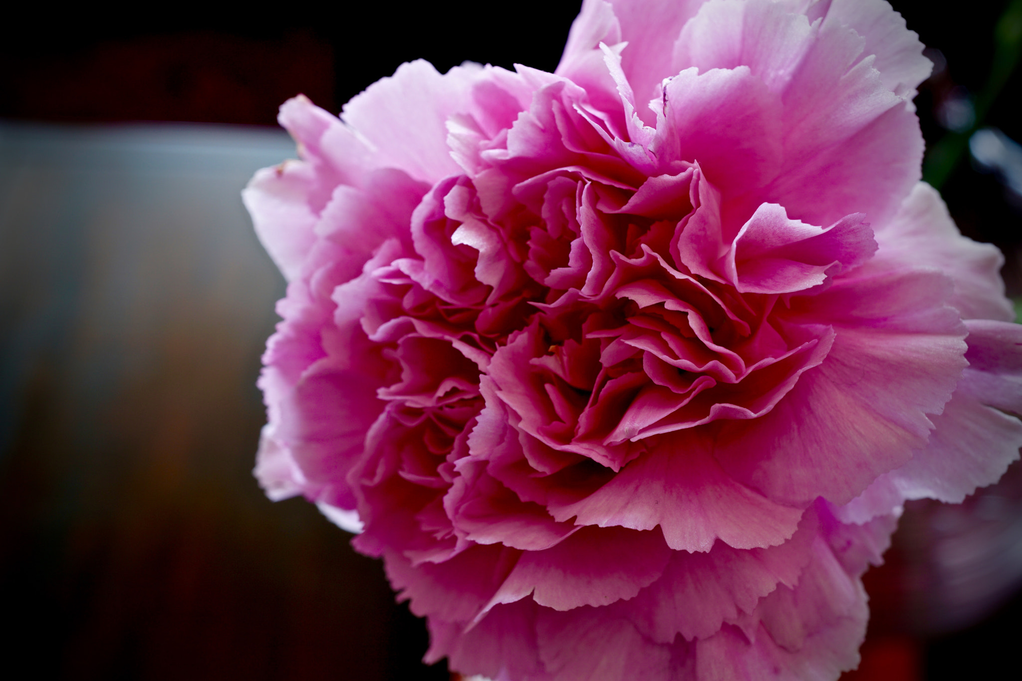 Sony a6000 + Sony E 30mm F3.5 sample photo. Minicarnation macro photography