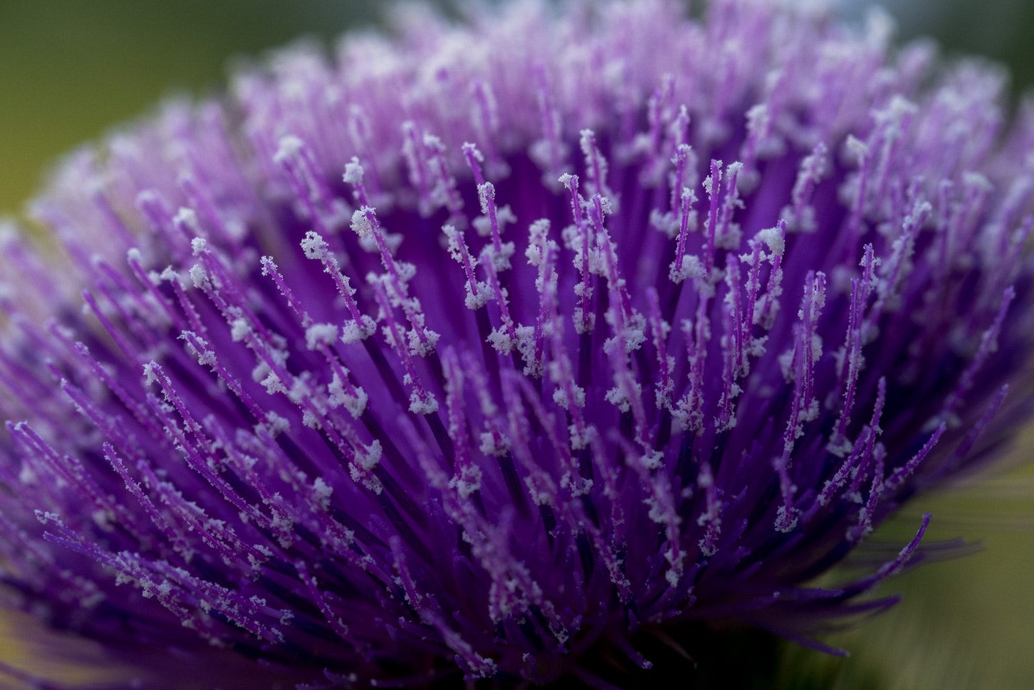Pentax K-1 sample photo. Flower of a thistle complete with pollen photography
