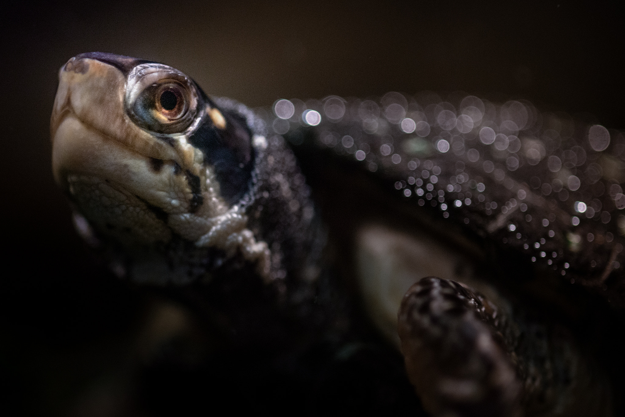 Nikon D800 + AF Micro-Nikkor 105mm f/2.8 sample photo. Spotted turtle photography