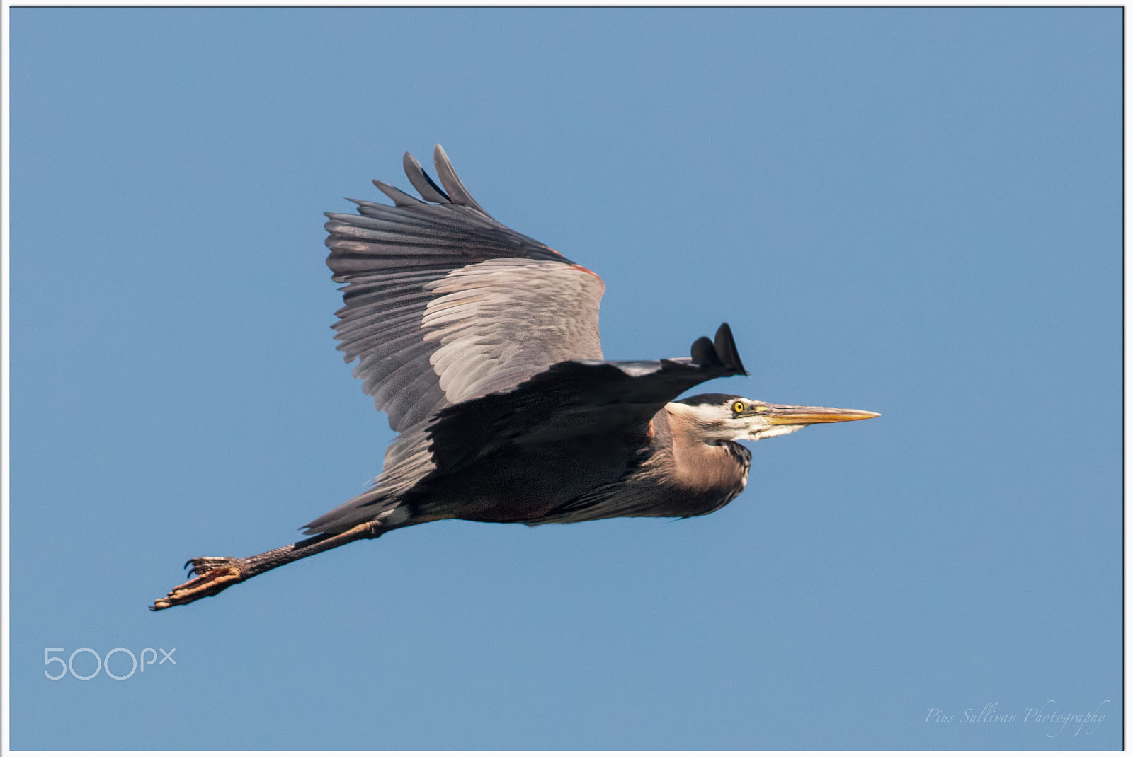 Canon EF 400mm F4 DO IS II USM sample photo. Blue heron photography
