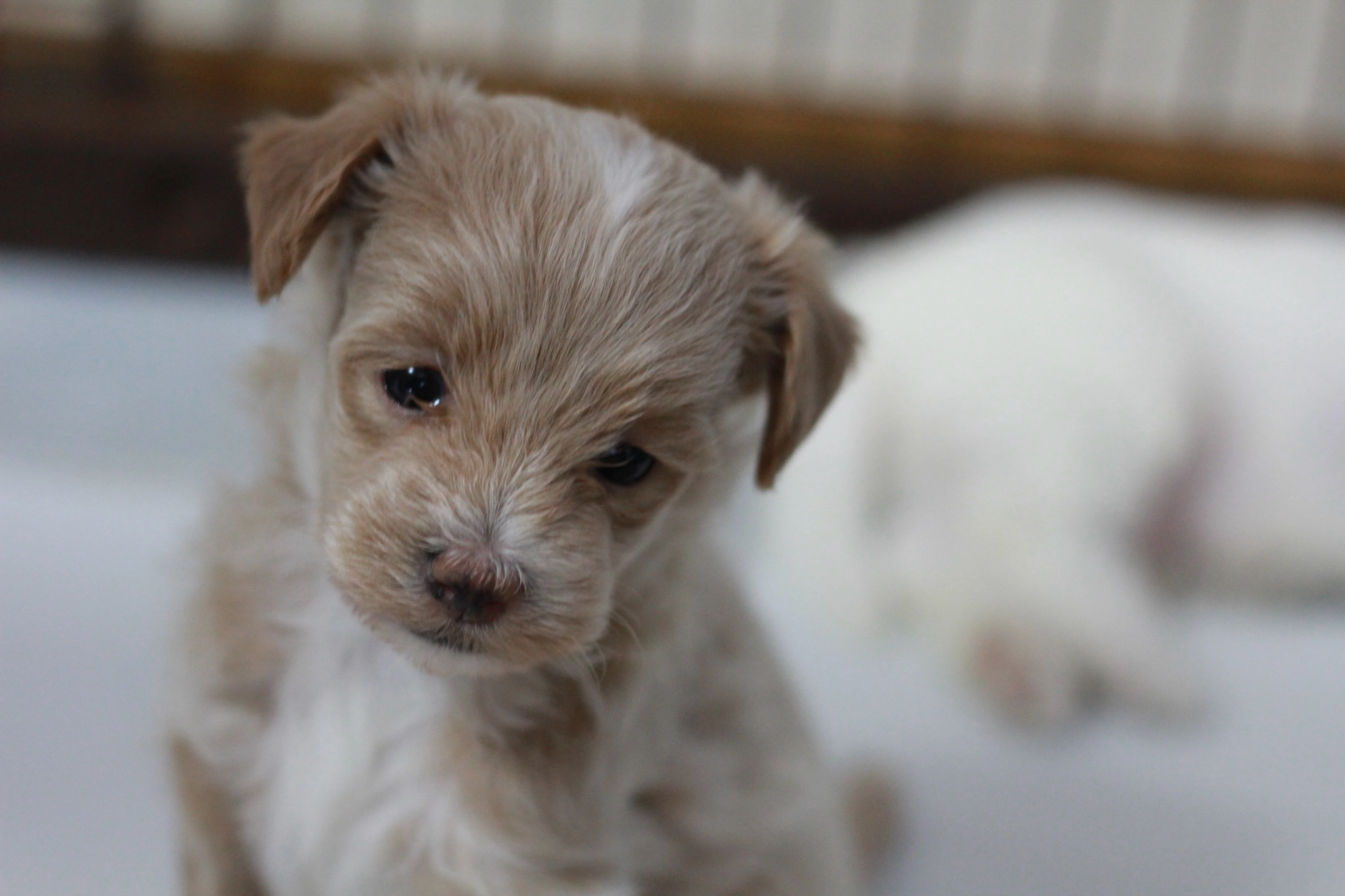 Canon EOS 1200D (EOS Rebel T5 / EOS Kiss X70 / EOS Hi) + Canon EF 50mm F1.8 STM sample photo. Baby “chibichibi” photography